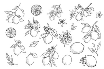 Wall Mural - Hand drawn etching lemon with leaves and flower set. Fruit tree branch in sketch style, whole fresh citrus. Vector black and white drawing isolated on white