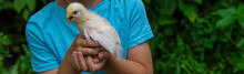 A Child Is Holding A Chicken In His Hands. A Boy Is Holding A Chicken.