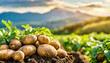Freshly dug potatoes on the field in the countryside against mountain at sunset