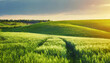 Aerial panorama of green wheat field at sunrise in pasture farmland. Agriculture scene 