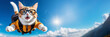 funny cat skydiver in the beautiful blue sky. Cat animal flies with parachute. Copy space banner with a place for text