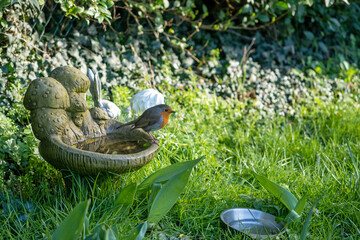 A robin on a bird bath in a garden