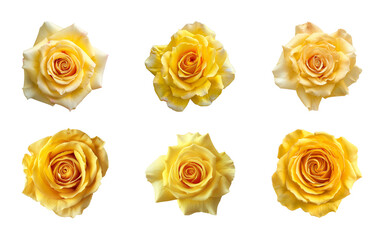 Poster - Collection of yellow rose flowers isolated on a transparent background, top view