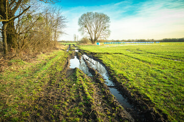 Wall Mural - Puddles on a dirt road next to a meadow with a tree, spring day