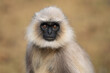 © David - Black-footed Langur - Semnopithecus hypoleucos, beautiful popular primate from South Asian forests and woodlands, Nagarahole Tiger Reserve, India.