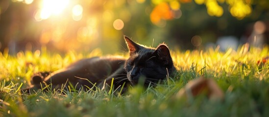 Wall Mural - Sun bathing black cat outdoors