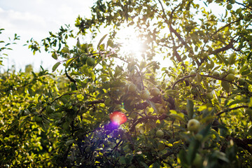 Wall Mural - green apples on the branches of a tree in the garden. apples on the tree. orchard with apples. close-up. fruit harvest.