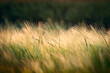 Green wheat ears on a field at sundown