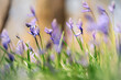 Bluebell flower forest - photo with low depth of field in wild nature