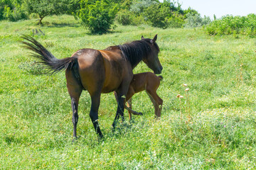 Brown horse and beautiful foal on a green wild meadow. A child under the cover of his mother.