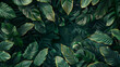 Calathea lancifolia plant background.