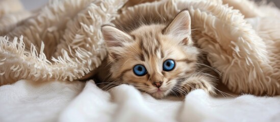 Poster - A small kitten with striking blue eyes is curled up under a soft white blanket, looking cozy and content in its surroundings.