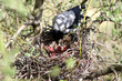 Crow feeds small hungry chicks in a nest on a tree in the forest close up view