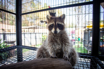 Specific focus A baby raccoon in a cage. Cute raccoon with pitiful eyes In a cafe where various wild animals are displayed to attract customers