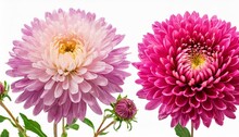 Pink Chrysanthemum Flowers