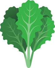 Curly Kale, Dark Green Leafy Vegetable. Leaf Cabbage Vector Illustration.