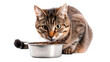 Tabby cat eating food, isolated on transparent background