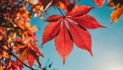 Wall Mural - autumn leaves background