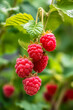 A luscious raspberry branch epitomizing gardening and farm-fresh produce, capturing the essence of summertime abundance in a delightful visual, perfect for any agricultural enthusiast. 
