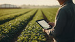 Modern farmer in a corn field using a digital tablet to review harvest and crop performance, ESG concept and application of technology in contemporary agriculture