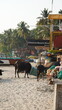 cows on the beach Goa India Palolem Beach