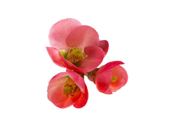 Sticker - Chinese quince flowers