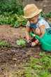 © yanadjan - a child plants strawberries in the garden. Selective focus.