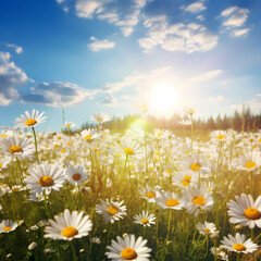 Poster - A field of daisies under a bright sun. 