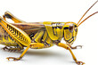 Close-up of a yellow grasshopper against a white background