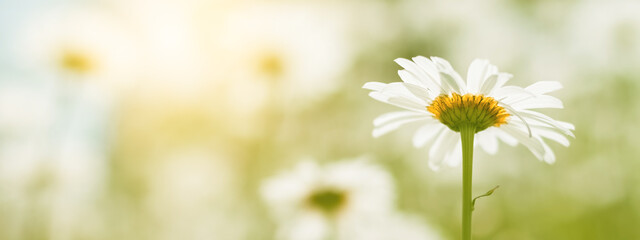 Wall Mural - spring chamomile in sunlight close-up on a meadow. selective focus, bottom view. banner