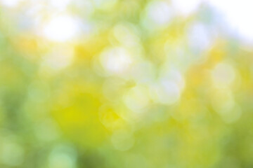 Wall Mural - bright yellow green blurred sparkling garden bokeh background