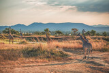 Fototapeta Konie - Wild African giraffes at sunrise