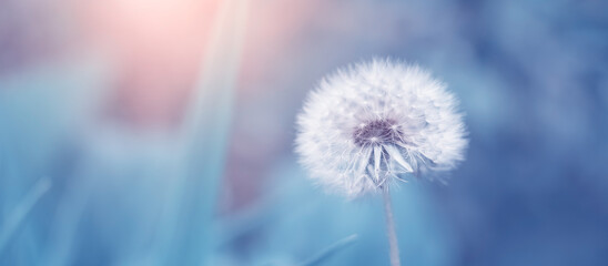 Wall Mural - white fluffy dandelion on a blue toned background. beautiful spring nature banner. selective focus.
