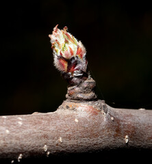 Sticker - Swollen buds of an apple tree on a branch in spring. Macro