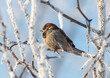 © schankz - Sparrows on snowy tree branches in winter