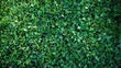 Artificial turf serves as the vibrant green background in the exterior design.