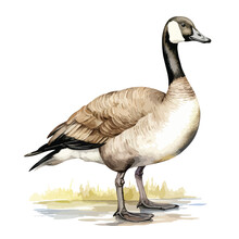 Watercolor Of Canadian Goose Clipart  Isolated On White