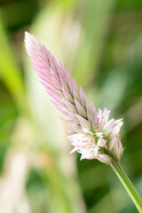 Wall Mural - Celosia argentea pink and white tropical romantic flower in Vietnam on natural background