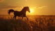 Silhouette of beautiful horse, sunset nature background.