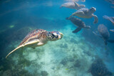 Fototapeta Konie - A group of Green sea turtles swimming in Zanzibar