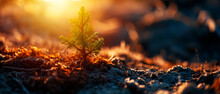 Earth Day Or Enviroment Protection. Help Save The World. Small Plant Growing With Sunrise. Renewable Energy Concept.