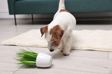 Sticker - Cute dog near overturned houseplant on rug indoors