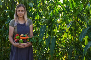 Wall Mural - woman in the garden with vegetables in her hands. Selective focus.