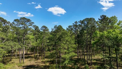 Landscape of natural forest woods with Pine trees in South Carolina Low Country with sunshine and blue sky outdoors in Springtime