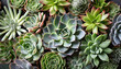 Many different species of succulents. Green plants. Natural background. Flat lay