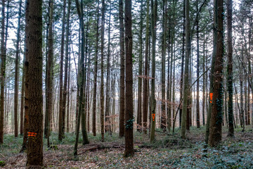 Canvas Print - Bäume im Mischwald