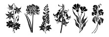 Set Of Flower And Leaves Silhouettes. Hand Drawn Floral Design Elements, Icons, Shapes. Wild And Garden Flowers, Leaves Black And White Outline Illustrations Isolated On Transparent Background