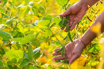 Wall Mural - soybeans in the hands of a farmer on the field. Selective focus.