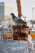 Doha, Qatar - February 8, 2024: dove on top of bucket filled with water in well at Doha Souq Waqif