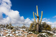 Saguaro cactus with snow in the Arizona desert